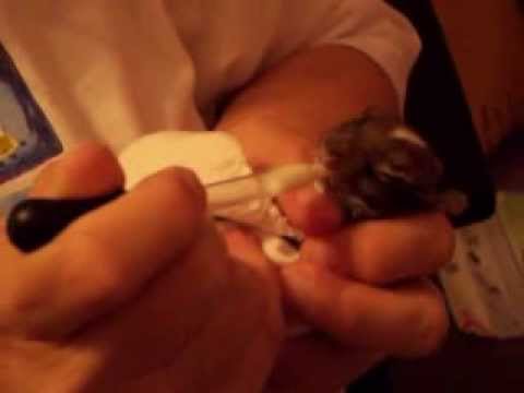 how to care for a 5 wk old puppy