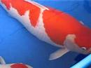 Koi