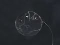 Surface tension of water in microgravity 6 Surface tension of water in microgravity 6