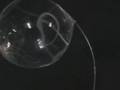 Surface tension of water in microgravity 6