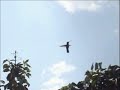 Hummingbirds in slow motion Dancing ! Hummingbirds in slow motion Dancing !