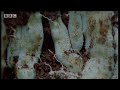 African beetles eat poisonous plants for survival - BBC wildlife African beetles eat poisonous plants for survival - BBC wildlife