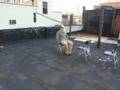 Rooftop Animation