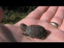 Baby Turtle Baby Turtle