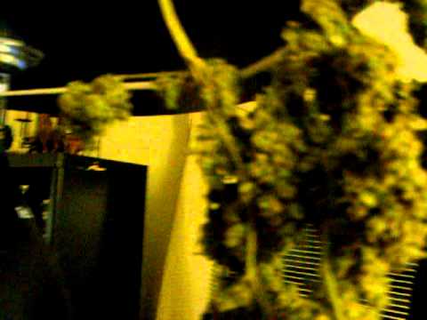 how to cure weed in jars