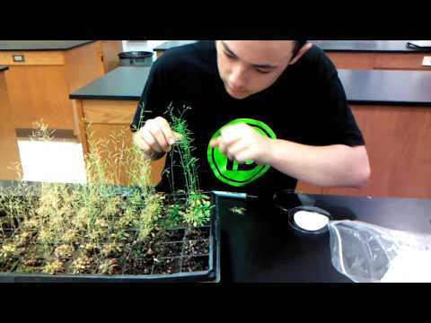 how to harvest arabidopsis seeds