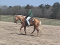 3 Year Old Palomino Stallion by Zippos Mr Good Bar