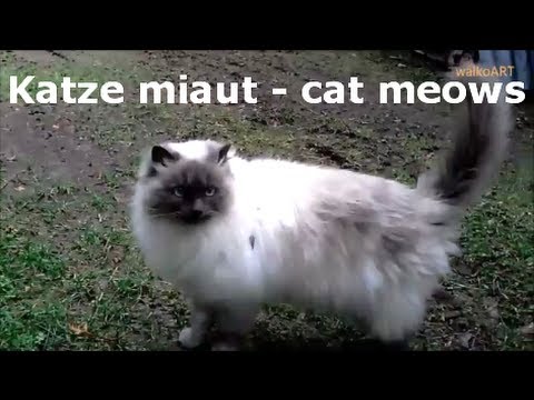 katze