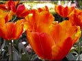 FELIZ 19 DE FEBRERO AMORCITO.wmv
