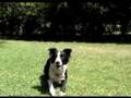 Entrenamiento Julieta