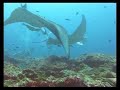 Paradise Island / Nord Male Atoll Manta Point