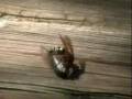 Giant Cicada Killer Wasp