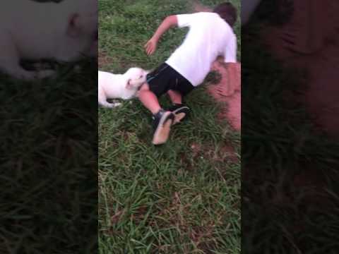 Puppy playing with kids