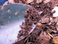 European Nightcrawler Bin European Nightcrawler Bin