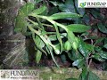 Projeto Orquideas da Serra busca a recuperação da Flora Orquidofilia extinta ou em fase de extinção da Serra do Palmital nos municipios de Caçapava, Monteiro Lobato e Taubaté.