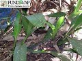 Orquideas da Serra Orquideas da Serra