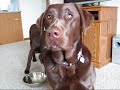 Labrador Baking Help