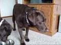 Labrador Baking Help