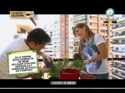 ¿Cómo están nuestras flores? (capítulo 28)