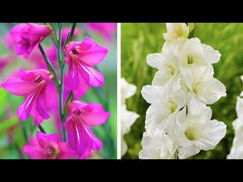 how to replant flower bulbs