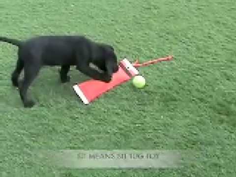 Training your Labrador Retriever young