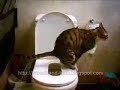 Unsolved_Mysteries_Cat_Gone_To_Toilet