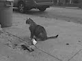Stray Cat On The Grill