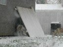 First Snowfall First Snowfall