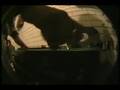 videos de canybull