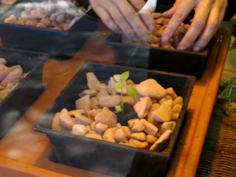 how to transplant seedlings into hydroponics