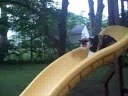 videos de Cat goes down slide FUNNY