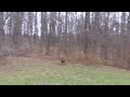 Jack AND Jill in backyard on Nov 22 2009.MOV