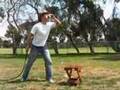 Bullwhip Cracking: how to open a can of rootbeer