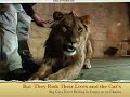 Lion Hugs Lion Mauls Woman Lion Hugs Lion Mauls Woman