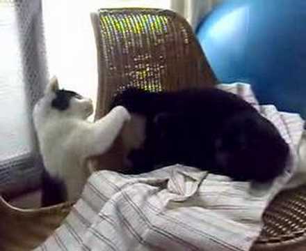 お姉さんの尻尾で遊ぶ猫Youtube(ユーチューブ・ゆーちゅーぶ)・Dailymotion動画
