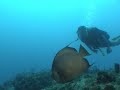 Scuba Diving Miami