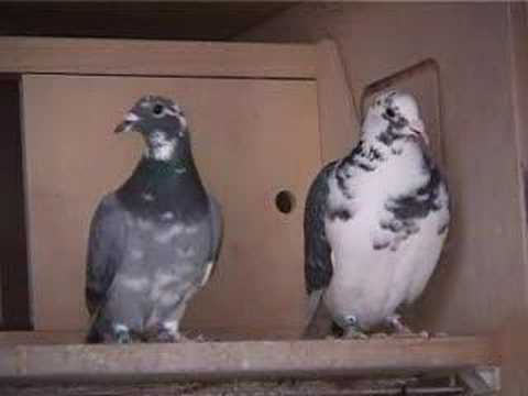Chris Gordon Racing Pigeons - UK Masters 4