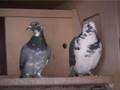 Chris Gordon Racing Pigeons - UK Masters 4