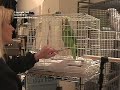 Parrots trained for medical behaviors Parrots trained for medical behaviors