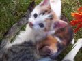 The Kitten Chamber