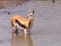 A river full of hungry crocodiles wait for other African animals to take a swim  - BBC wildlife