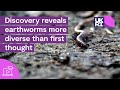 Discovery reveals earthworms more diverse than first thought
