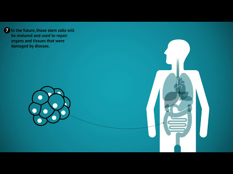 how to obtain stem cells