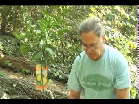 how to prune an lemon tree