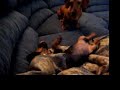SPUNKY DOXIES