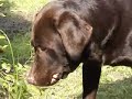 Cane   Corso  vs Labrador
