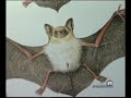 Pipistrelli Pipistrelli