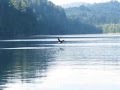 Bald Eagle vs Osprey - animals, bald eagle, birds, eagle, nature, osprey
