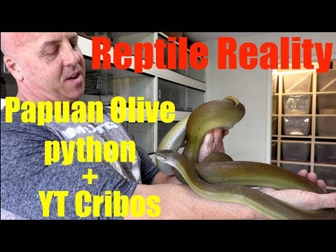 YouTube reptile video