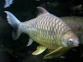 Giant Asian arowana / Asiatischer Gabelbart @ Aquazoo [1/2]